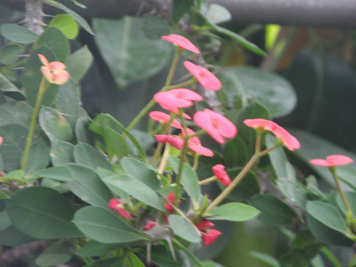 メロウ植物園