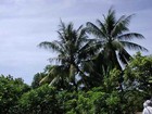 アジア鎮魂の旅　マレー半島の椰子やゴムの林